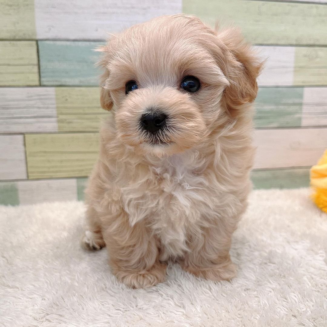  2 Reec male puppy For Sale 