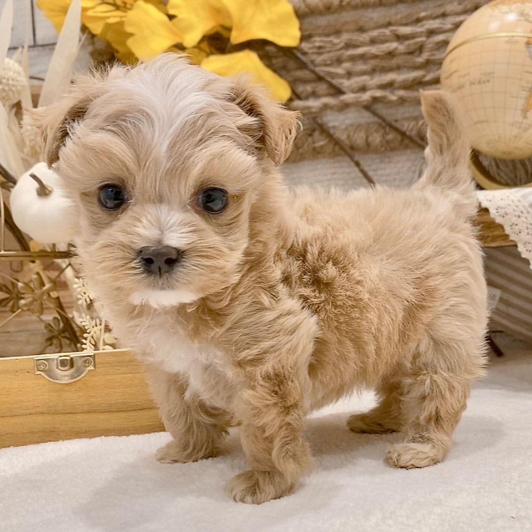  3 Nova Female puppy For Sale 