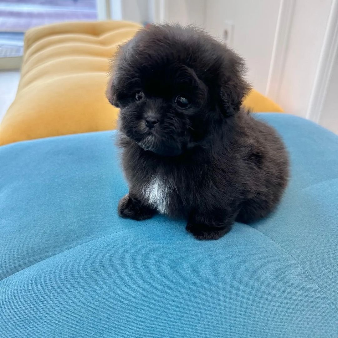  4 Glen male puppy For Sale 