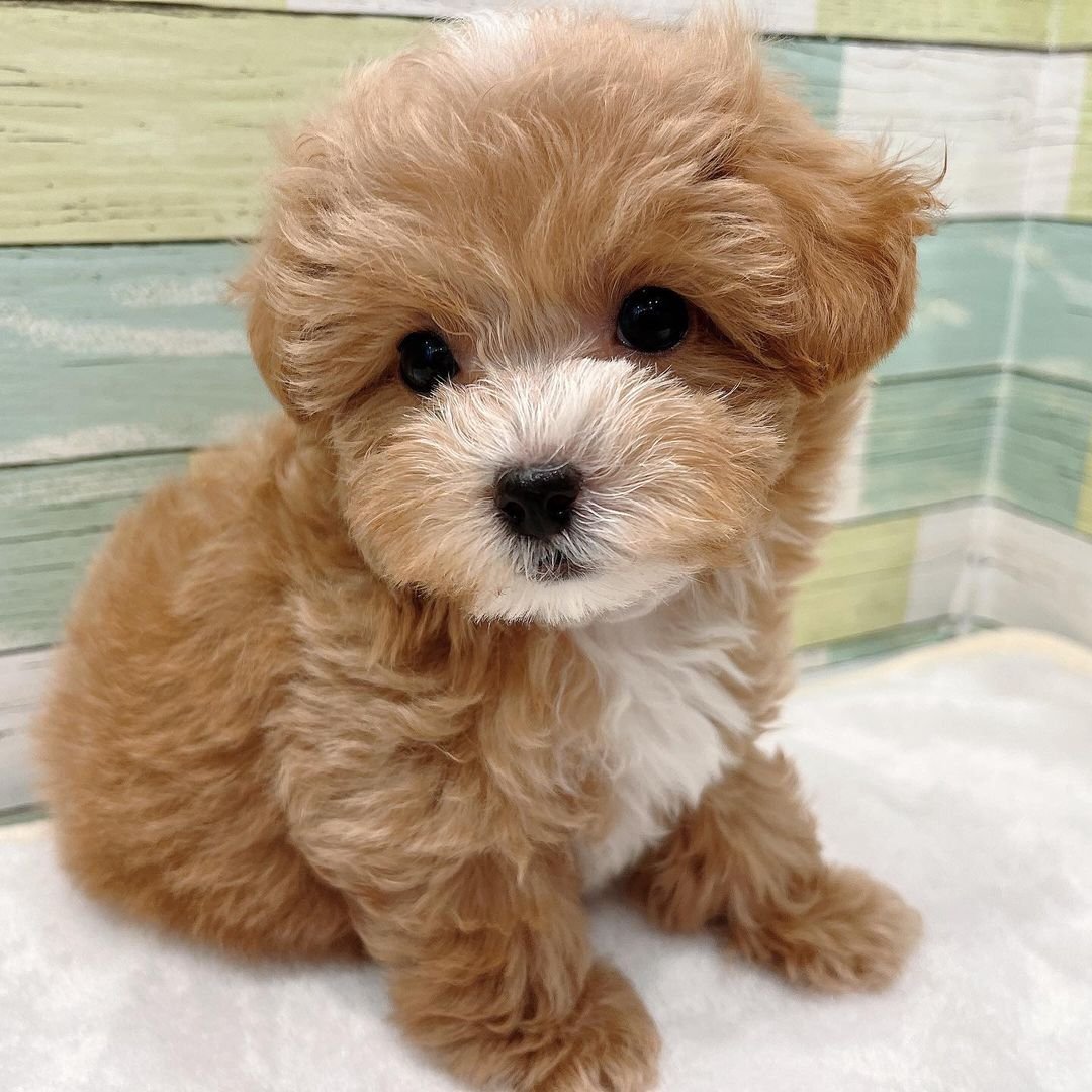  1 Oscar male puppy For Sale 