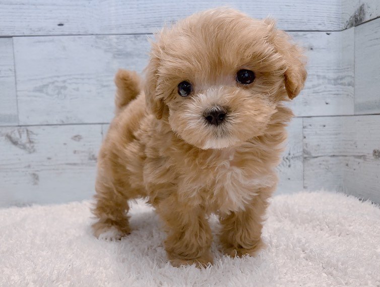  2 Joyce female puppy For Sale 