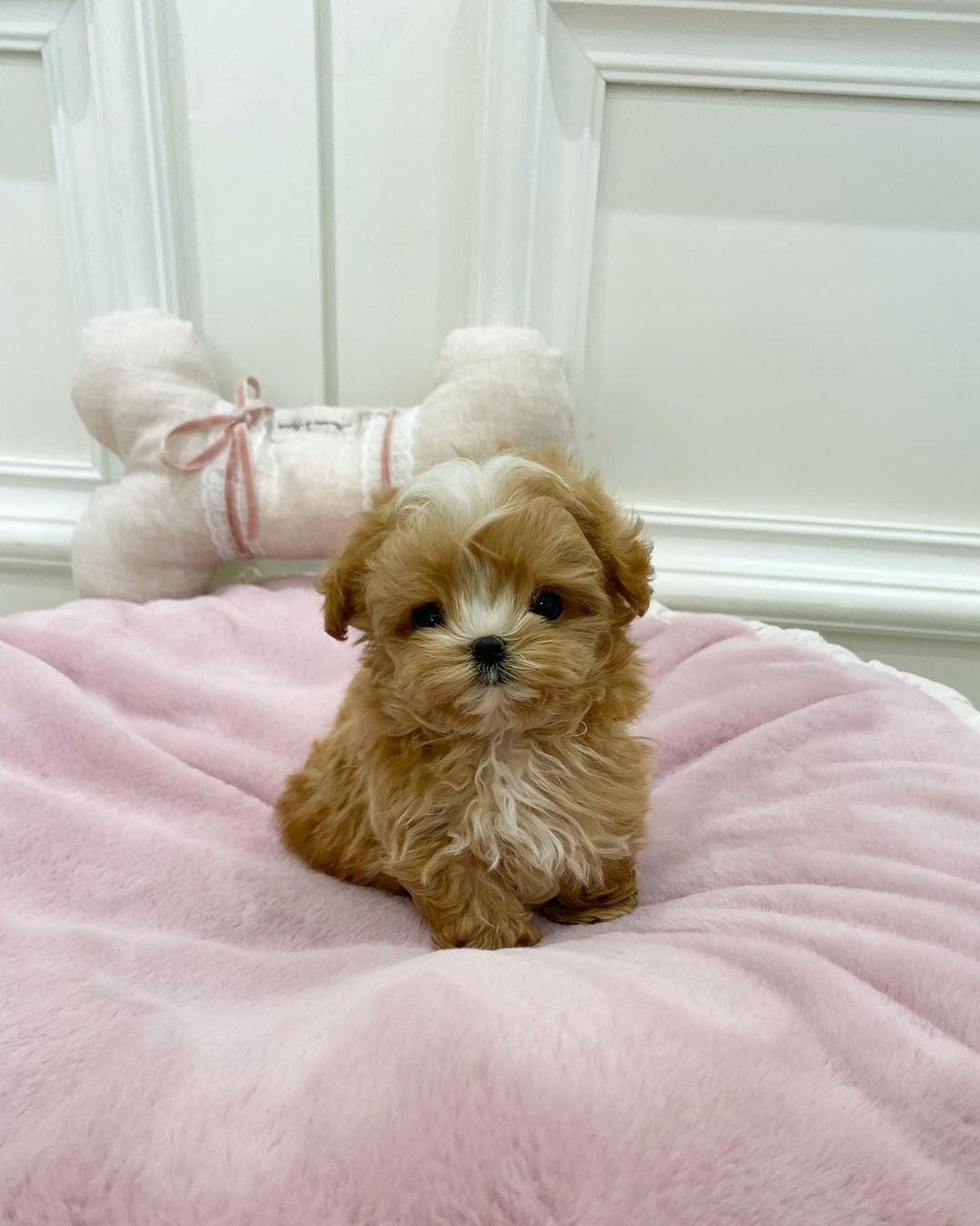  4 Leo male puppy For Sale 