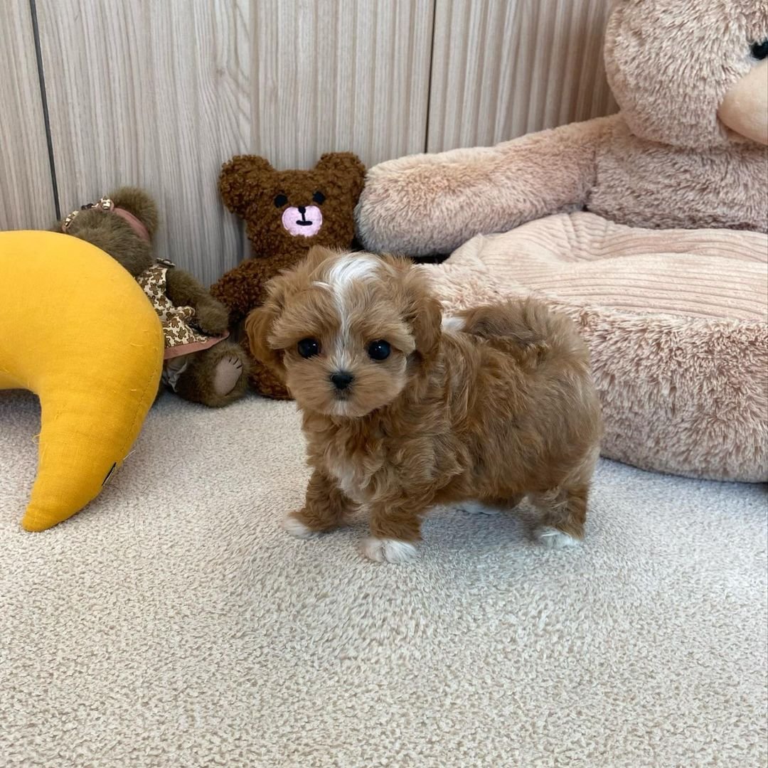  1 Sach female puppy For Sale 