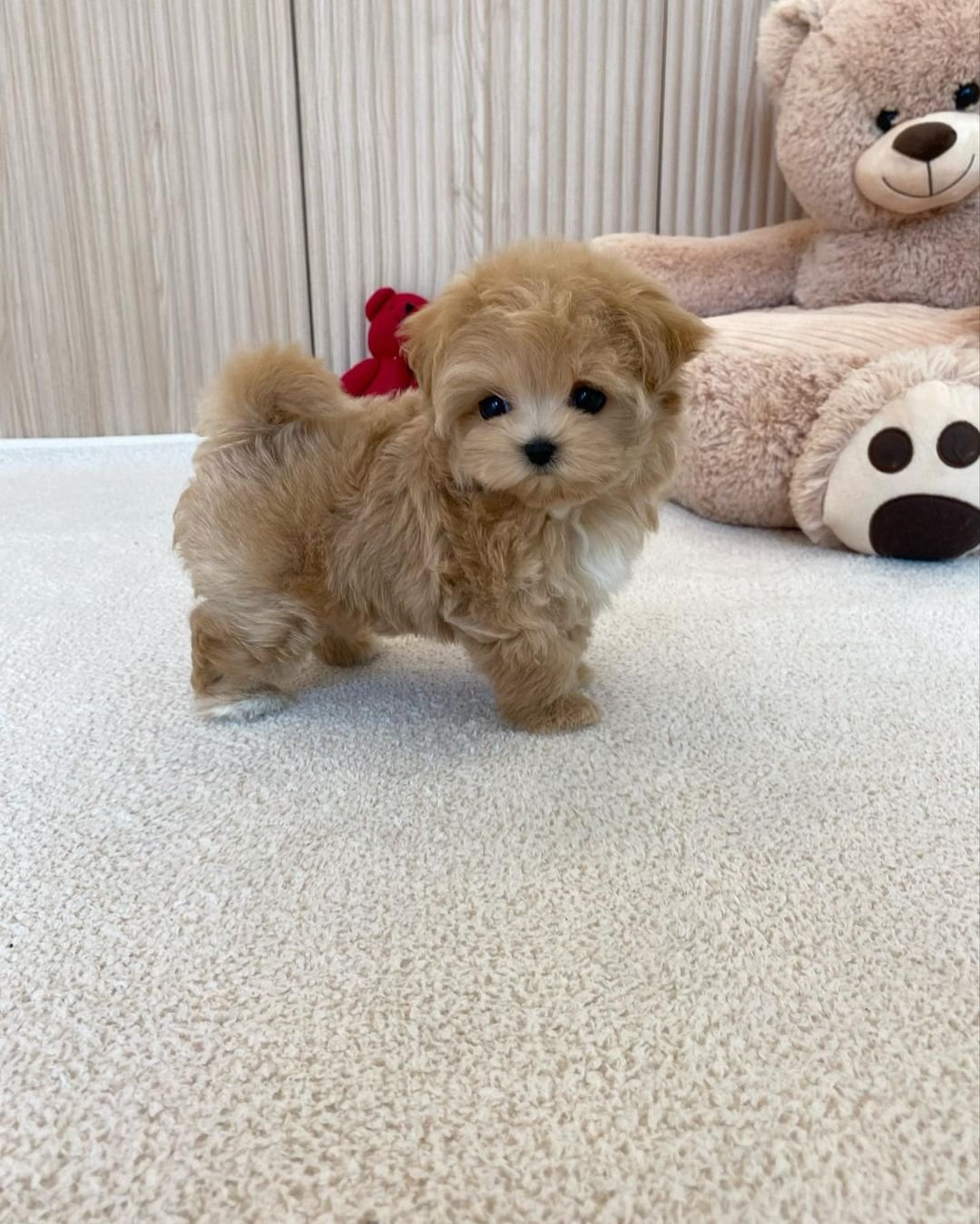  2 Toyo female puppy For Sale 