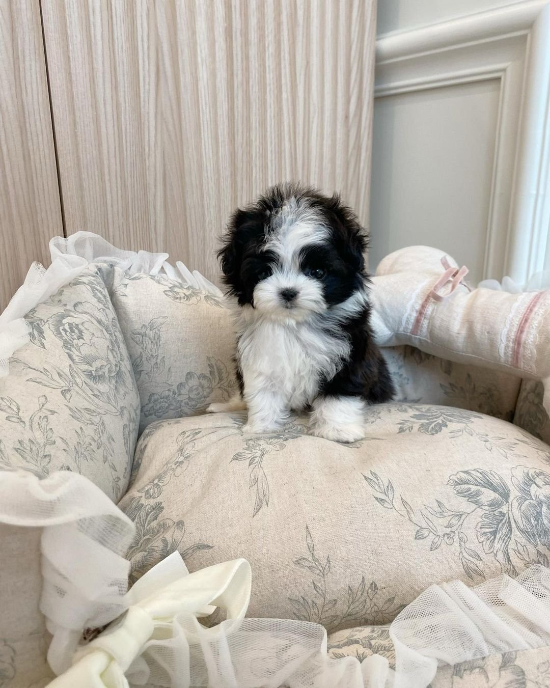  3 Maryna Female puppy For Sale 