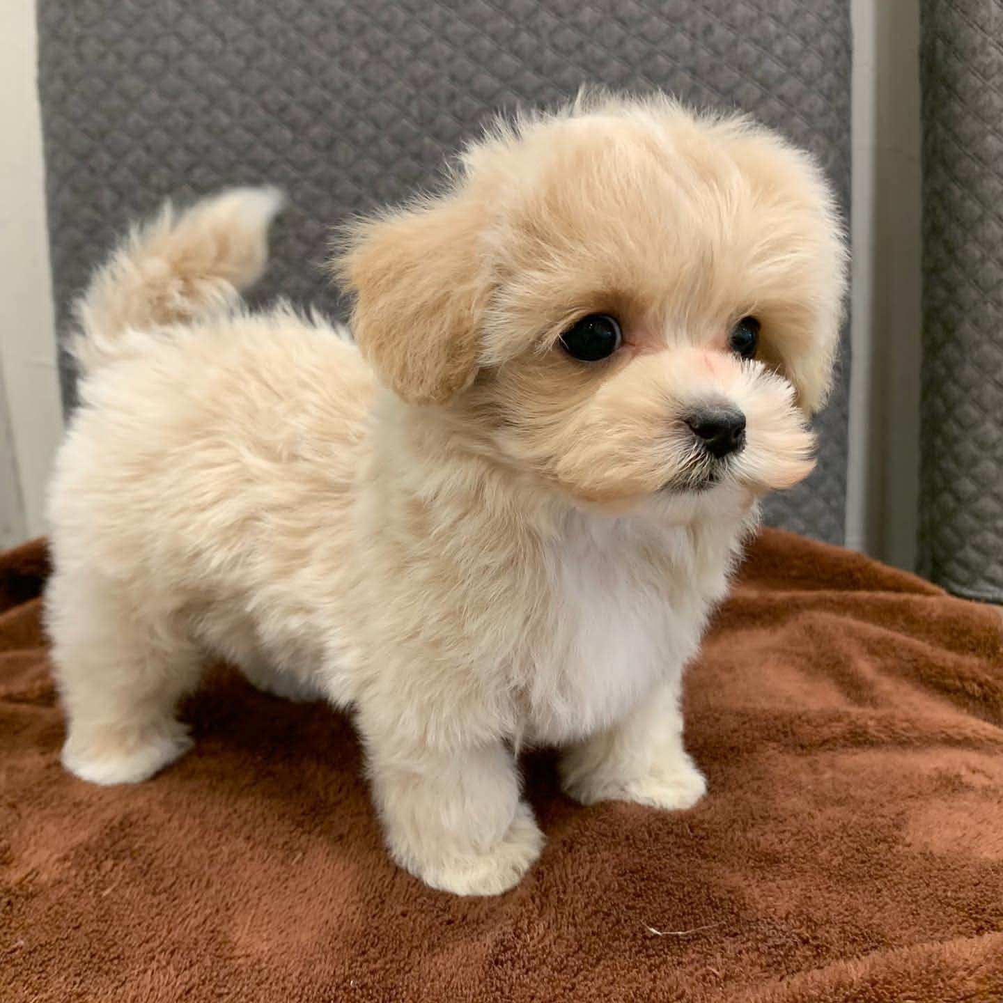  1 Bella male puppy For Sale 