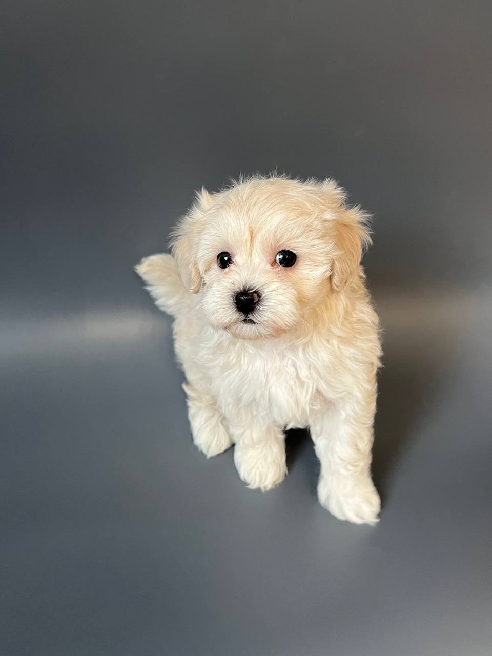  4 Urien female puppy For Sale 