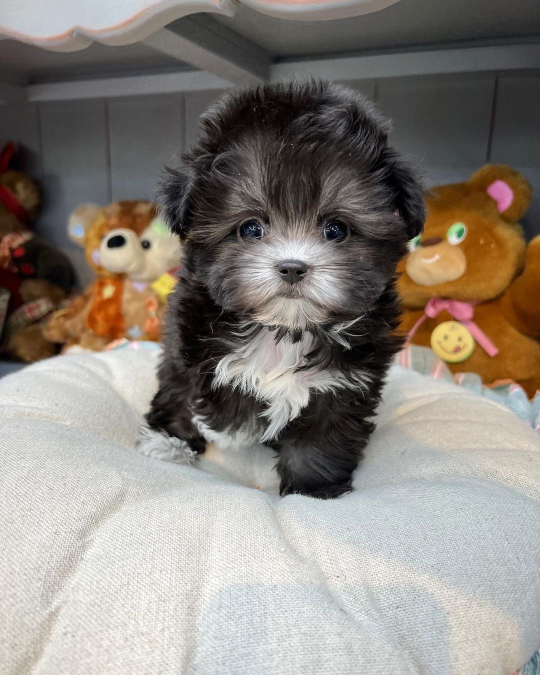  1 Queen female puppy For Sale 