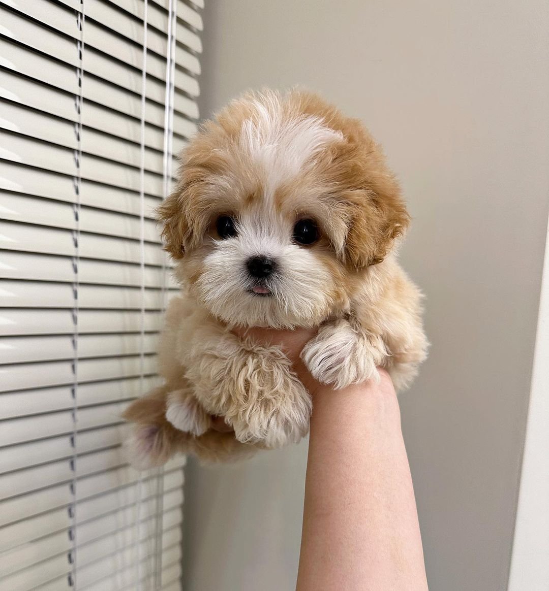  2 Cutie female puppy For Sale 